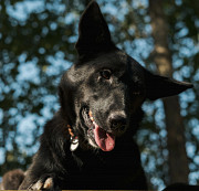 Майже акторка Бейлі з м. Київ