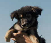 Справжній подарунок Нельсон з м. Київ