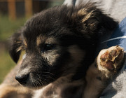 Справжній подарунок Нельсон з м. Київ