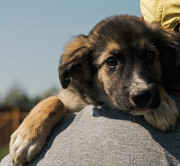 Цікавий і гарний Марсель з м. Київ