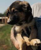 Цікавий і гарний Марсель з м. Київ