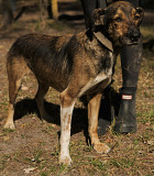 Море радості це Пуфік з м. Київ