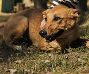 Молода золотава красуня Енні з м. Київ