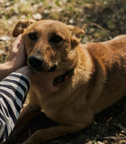 Молода золотава красуня Енні з м. Київ