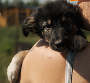 Твій надійний друг Мерлін з м. Київ