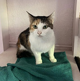 Кішечка триколор Нала з м. Київ