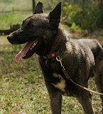 Чудовий компаньйон Павло з м. Київ