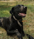 Чорний красень Онікс з м. Київ