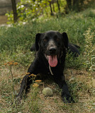 Чорний красень Онікс з м. Київ