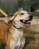 Молода і активна Анніка з м. Київ