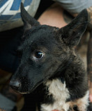 Маленький герой Піксель з м. Київ