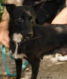 Чудова і гарна дівчинка Перчик з м. Київ