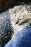 Кошечка Глухов