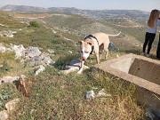 מחפש משפחה לפיטבול שלי з м. Petah Tiqwa