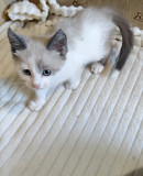 Віддам кошеня хлопчика метис сіамського в хорошу родину з м. Житомир
