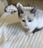 Віддам кошеня хлопчика метис сіамського в хорошу родину з м. Житомир