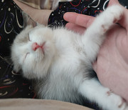 Віддам кошеня хлопчика метис сіамського в хорошу родину з м. Житомир