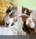 Віддамо в добрі руки кошенят - чорне, рябенькі, плямисті Рівне