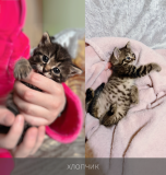 Віддамо в добрі руки кошенят - чорне, рябенькі, плямисті Рівне