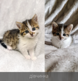 Віддамо в добрі руки кошенят - чорне, рябенькі, плямисті Рівне