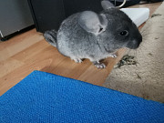 ШИНШИЛА він хлопчик йому 2 місяця полюбляє активні ігри відаємо в добрі руки з м. Обухів