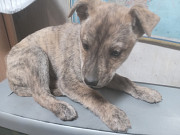 Отдадим в добрые руки з м. Донецьк