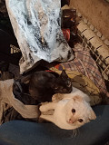 Отдаю милых котят в хорошие руки бесплатно Kramators'k