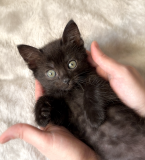 Віддамо чорне кошеня (дівчинка) в добрі руки Рівне