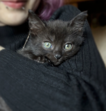 Віддамо чорне кошеня (дівчинка) в добрі руки Рівне