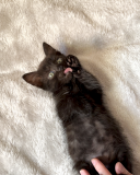 Віддамо чорне кошеня (дівчинка) в добрі руки Рівне