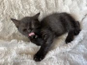Віддамо чорне кошеня (дівчинка) в добрі руки Рівне