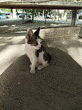 Маленький котёнок ищет дом и заботу Tashkent