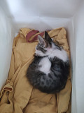 Маленький котёнок ищет дом и заботу Ташкент
