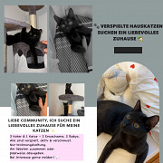 Котенок Schwabisch Gmund