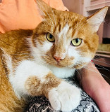 Надзвичайно гарний і розумний Жора з м. Київ