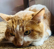 Надзвичайно гарний і розумний Жора з м. Київ