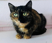 Ніжна красуня Кіра з м. Київ