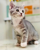 Справжня красуня Фаня з м. Київ