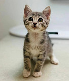 Справжня красуня Фаня з м. Київ