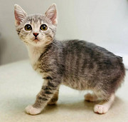 Справжня красуня Фаня з м. Київ