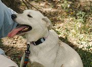 Веселий і активний Рем з м. Київ