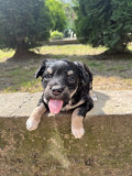 Віддам собачку у добрі руки з м. Чернівці