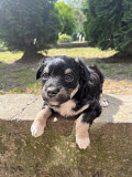 Віддам собачку у добрі руки з м. Чернівці