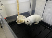 Милий білий кролик Винница