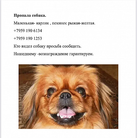 Пекинес Луганск - изображение 1