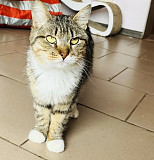 Ідеальний котик Паскаль з м. Київ