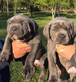 Cane Corso Puppies For adoption Zurich