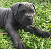 Cane Corso Puppies For adoption Zurich
