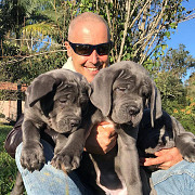 Cane Corso Puppies For adoption Zurich