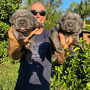 Cane Corso Puppies For adoption Zurich